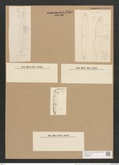 Plagiotropis mediterranea Grun. (de-Toni-Nr.: Genus 30, Species 1365) Zeichnungen Sammlung Grunow Nr. 2485 (NHMW-BOT-W0369803)